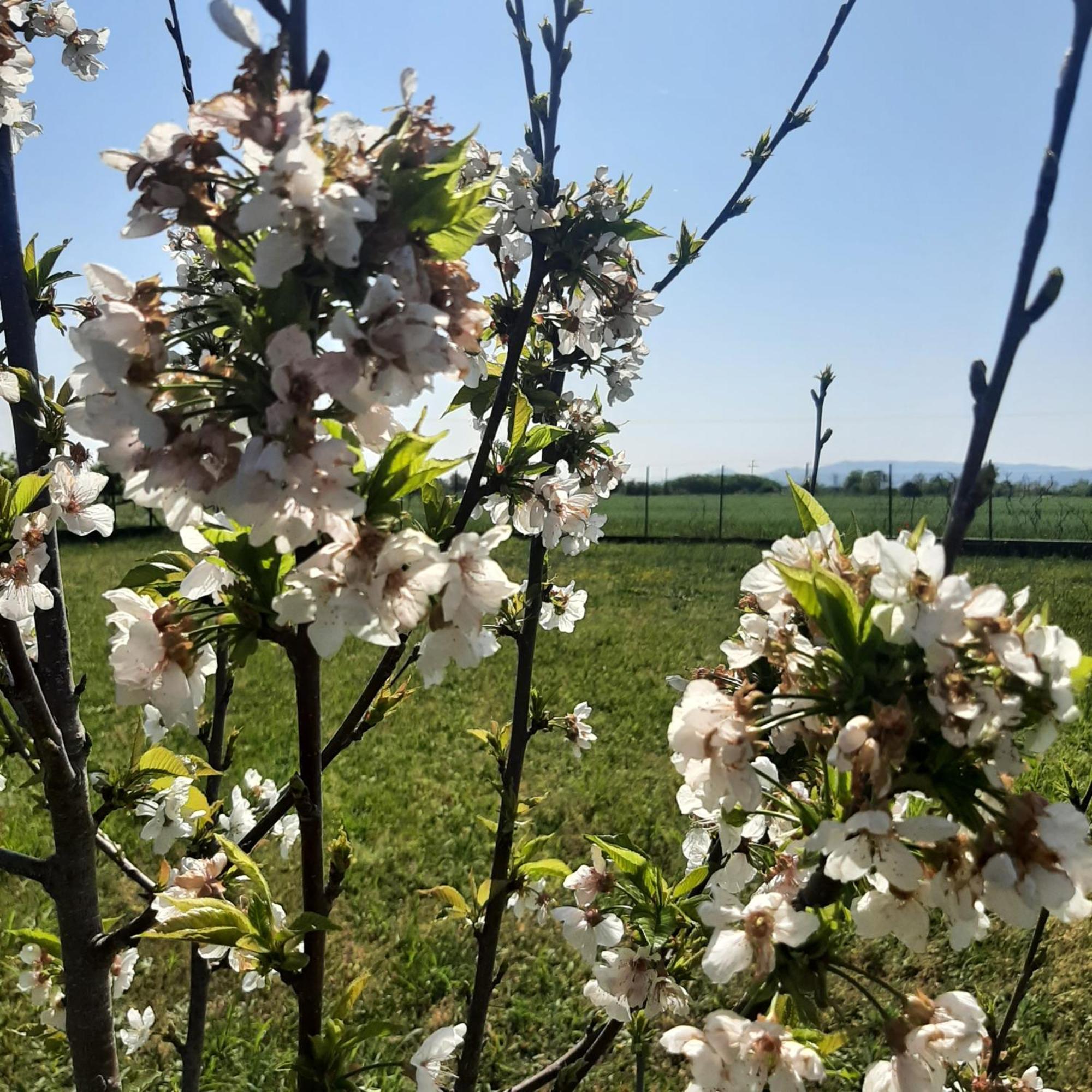 Вілла Αρχοντικό Παπανικολάου Ligaria  Екстер'єр фото